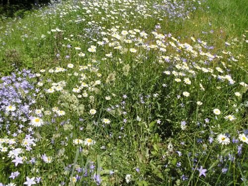 Blumenwiese beim Hof