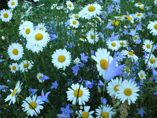 Blumenwiese vom Zwergelhof