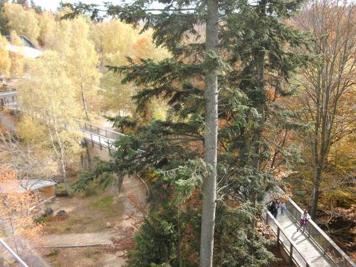 Baumwipfelpfadweg 1300 m