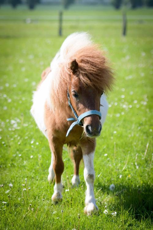 pony1