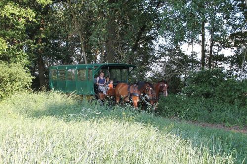 Kremserfahrt durch die Natur