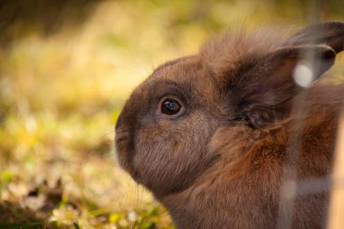 Unsere Hasen zum Streicheln
