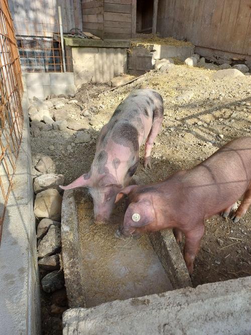 Unser Schweine