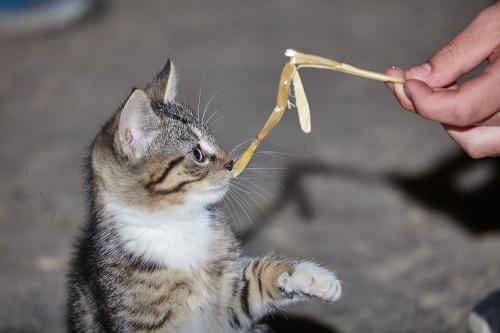 Unsere Katze
