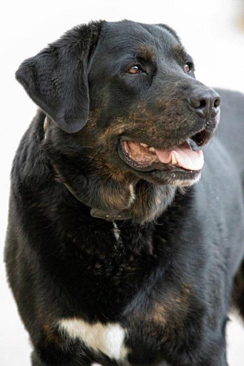 Joschi
