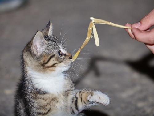 Unsere Katze