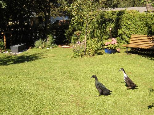 Hausgarten mit Mini-Barfußpfad