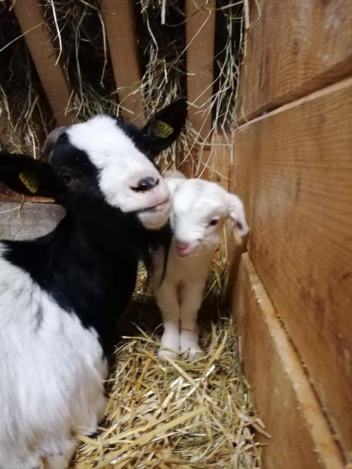 Tiere auf dem Bauernhof