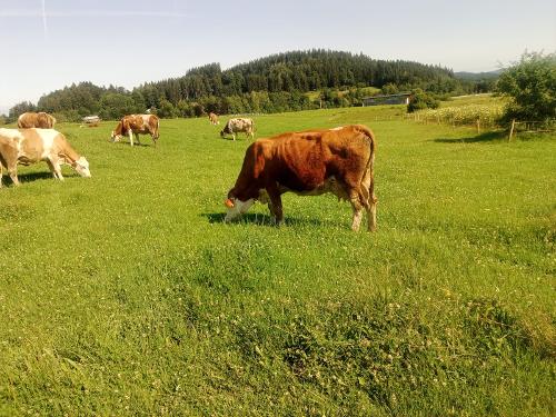Kühe auf der Weide Kühe auf der Weide