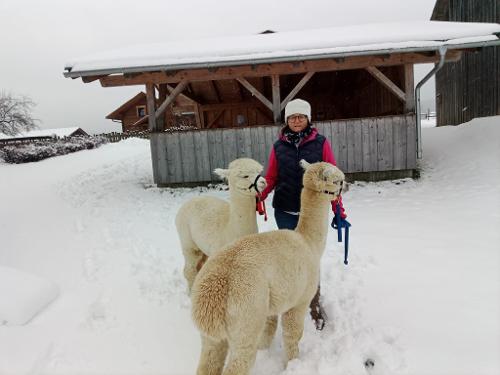 Alpaka im Schnee Alpaka im Schnee