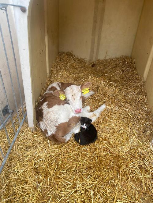 Hoftiere Hoftiere