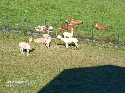 Hoftiere Hoftiere