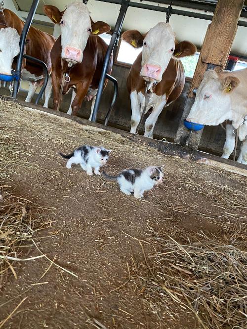 Hoftiere Hoftiere
