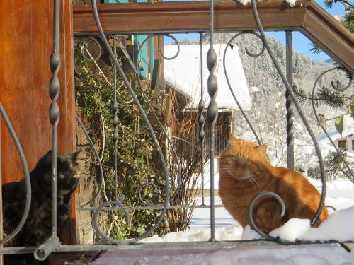 unsere zwei Katzen