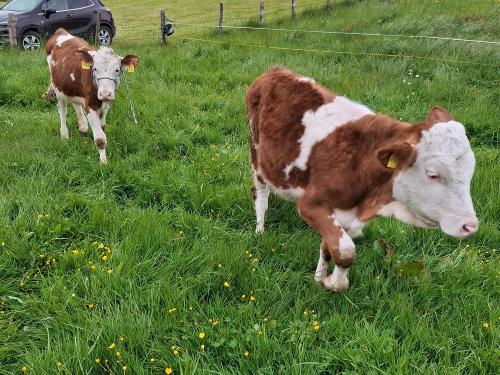 Unsere Kälber auf der Weide