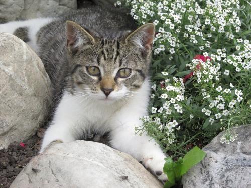 Unser Kater Maxi