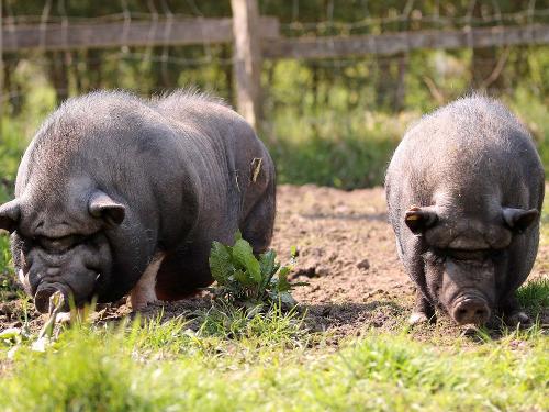 Alma und Frieda