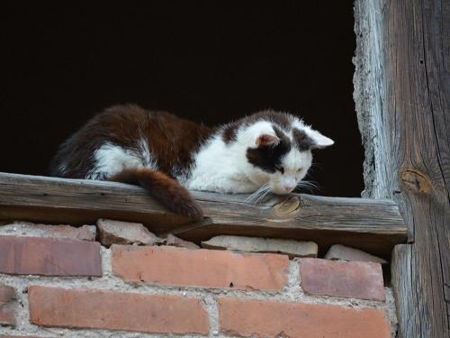 Katze Mimmi