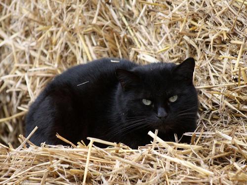 Morle im Stroh