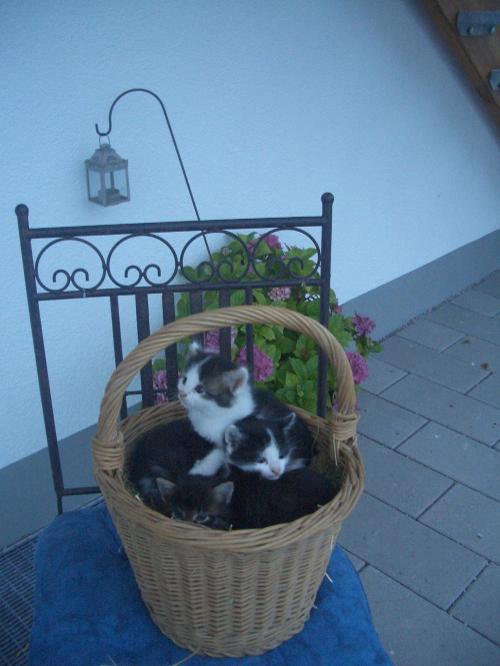 Katzennachwuchs am Hof
