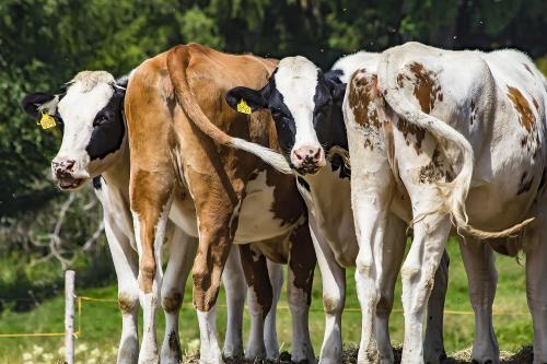 Tiere auf dem Schnapsbeckenhof