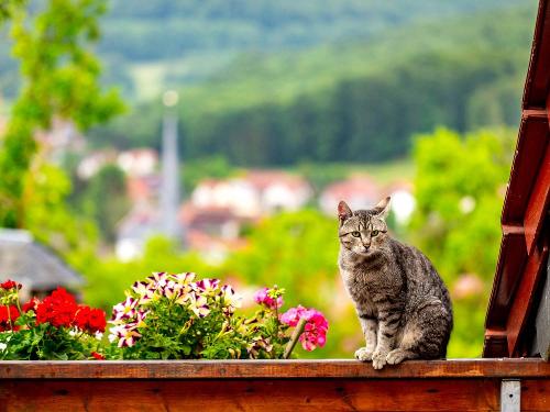 Unsere Hofkatze
