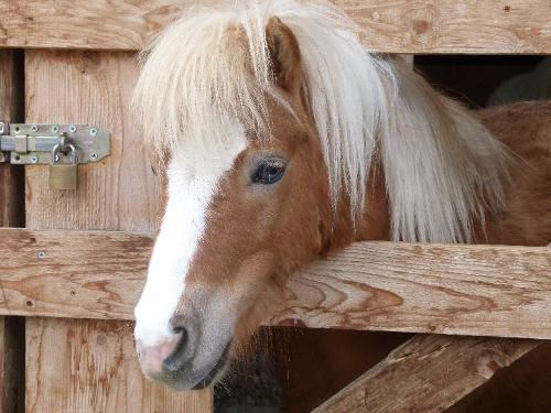 Unser Pony