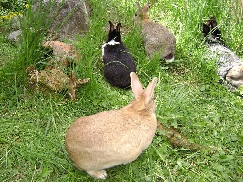 Unsere Hasen