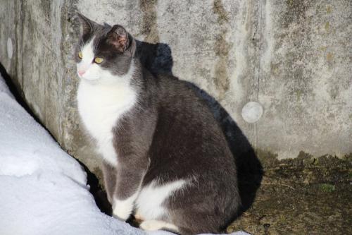 Unsere Katze