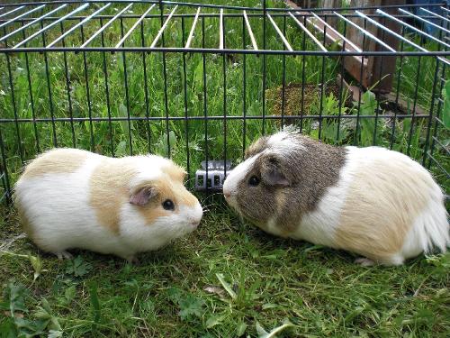 Unsere Meerschweinchen