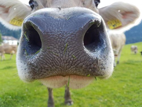 Unsere Tiere hautnah erleben...