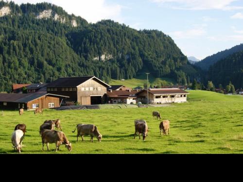laufstallmitfreigang