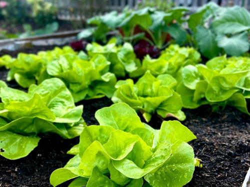 Salat im Hochbeet