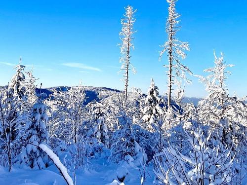 Winter im Schwarzwald