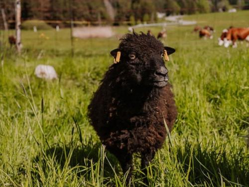 Minischaf Wilma