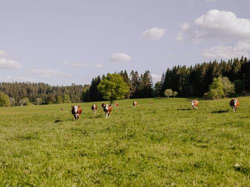 Kühe auf der Weide