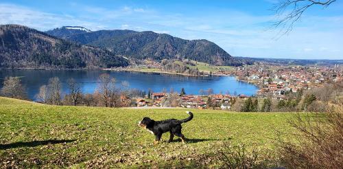 hund1