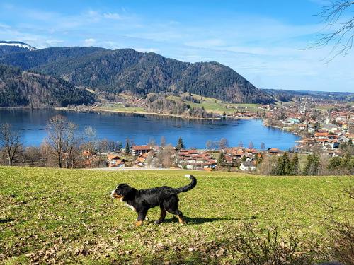 unser Hund unser Hund
