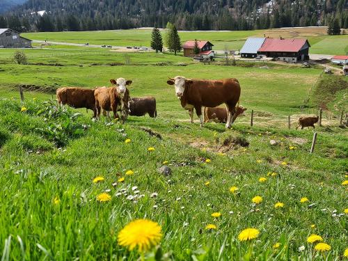 Rinder auf der Sommerweide