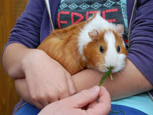 Tiere streicheln