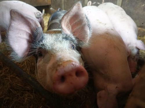 Unsere Schweine fühlen sich sauwohl