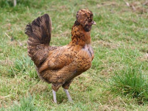 Ich bin das schönste Huhn im Stall