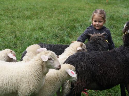 Schmusen mit den Schafen