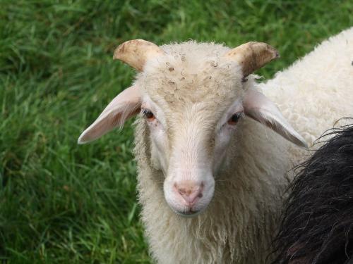 Eines unserer Schafbabys