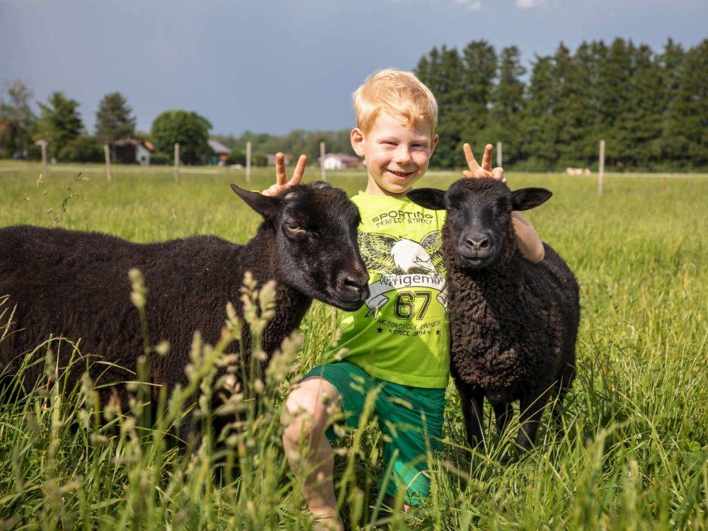 Zaisslhaeusl_Schafe_IMG_9950_WolGa_MedRes