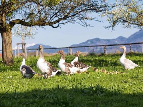 zaisslhaeusl_familiegans_0v0a5781_wolga_medres