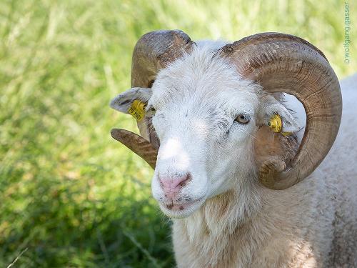 zaisslhaeuslhof_schafbock_0v0a8183q_wolfganggasser_vorschau