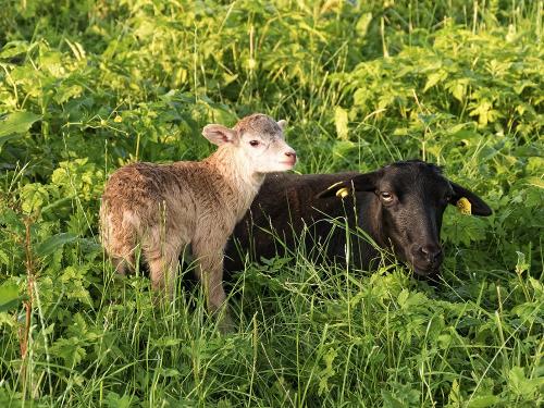 schaflamm_p1670364a_wolga_medres