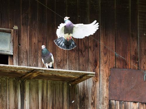 zaisslhaeusl-taubenschlag_0v0a0086_wolga_medres