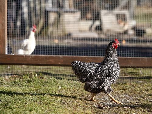 zaisslhaeusl_huehner_mg_4859_wolga_medres